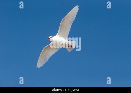 Mediterranean gull, Larus melanocephalus, single bird in flight, Suffolk, February 2014 Stock Photo