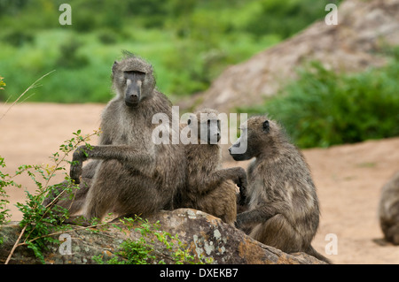A relaxing family of three baboons sitting on a rock in a riverbed on an overcast day in the Kruger National Park, South Africa. Stock Photo