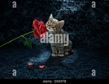 British Shorthair Cat. Tabby kitten (6 weeks old) sitting on shiny blue cloth while sniffing on a red rose Stock Photo