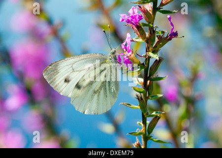 Large White (Pieris rapae), sucking nectar from a flower. Germany