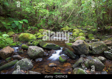 Stream on Kauaeranga Kauri Trail, Thames, Coromandel Peninsula, North Island, New Zealand Stock Photo