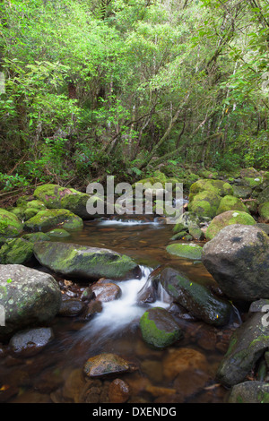 Stream on Kauaeranga Kauri Trail, Thames, Coromandel Peninsula, North Island, New Zealand Stock Photo