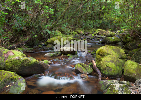 Stream on Kauaeranga Kauri Trail, Thames, Coromandel Peninsula, North Island, New Zealand Stock Photo