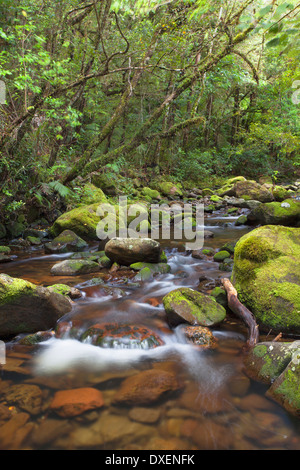 Stream on Kauaeranga Kauri Trail, Thames, Coromandel Peninsula, North Island, New Zealand Stock Photo