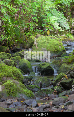 Stream on Kauaeranga Kauri Trail, Thames, Coromandel Peninsula, North Island, New Zealand Stock Photo