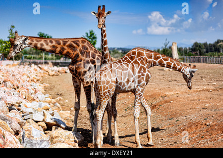 Giraffes in the zoo Stock Photo