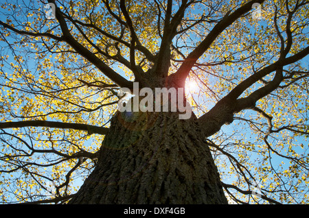 Looking up at Oak Tree Stock Photo