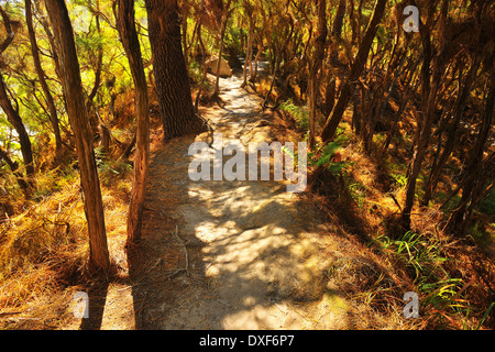 Path through Forest in Summer, Wai-O-Tapu Thermal Wonderland, Bay of Plenty, North Island, New Zealand Stock Photo