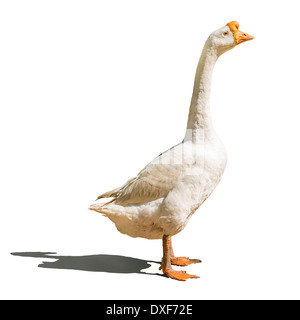 Domestic goose isolated on white Stock Photo