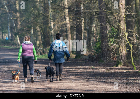 Dog walkers in woodlands. Stock Photo