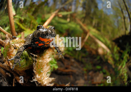 European fire-bellied toad (Bombina bombina) | Rotbauchunke (Bombina bombina) Stock Photo
