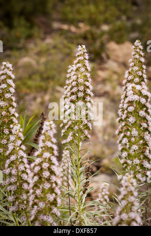 Echium vericens, growing in the south of Tenerife, canary Islands, Spain. Stock Photo