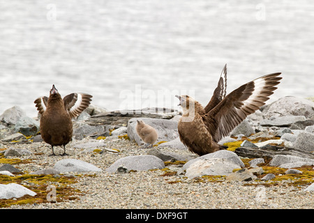 Antarctic Brown Skua bird adult parents and chick, Antarctica. Stock Photo