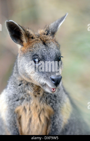 Swamp or Black wallaby (Wallabia bicolor), portrait. Stock Photo