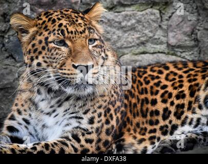 Eberswalde, Germany. 24th Mar, 2014. Male North China leopard (lat. Panthera pardus japonensis) Ku, is pictured in the zoo in Eberswalde, Germany, 24 March 2014. Yuma is the replacement for Ku's former partner that died of a virus infection and was brought from a zoo in France a couple of weeks ago. The zoo hopes for offspring of the leopards threatened by extinction. There are only about 2,500 animals living in freedom left. Photo: Patrick Pleul/ZB/dpa/Alamy Live News Stock Photo