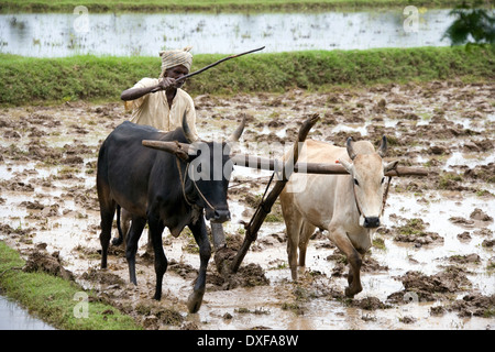 Indian farmer plowing paddy field traditionally with ...