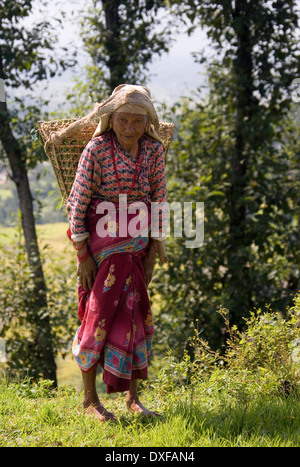 Elderly woman working in the fields carrying a basket of rice shoots in the Kathmandu Valley, Nepal. Stock Photo