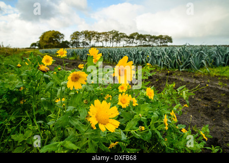 Corn Marigolds Glebionis segetum or Chrysanthemum segetum and field of leeks near Stock Photo