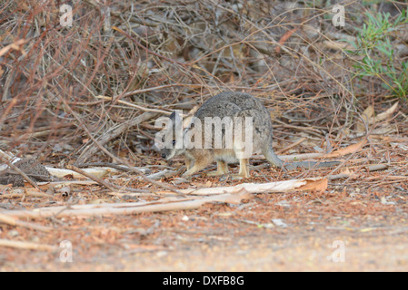 Tammar wallaby (Macropus eugenii) foraging in the early evening. Stock Photo