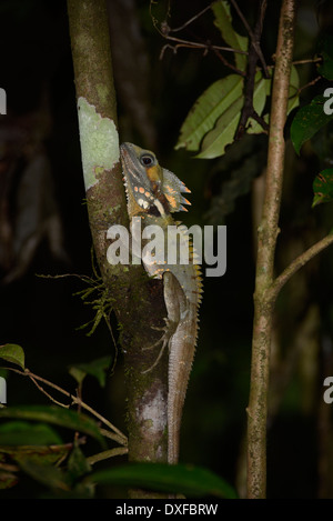 Boyd's forest dragon (Hypsilurus boydii) Stock Photo