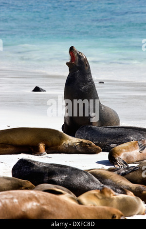 Galapagos sea lions Zalophus californianus wollebaeki mother suckling ...