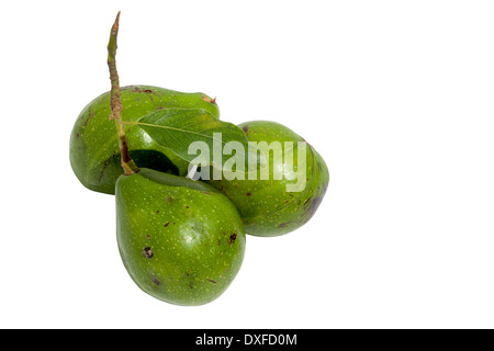 three unripe avocado pears with stalk attached Stock Photo