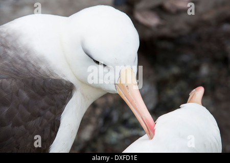 A pair of Black Browed Albatross (Thalassarche melanophris) Allopreening to reinforce the pair bond Stock Photo