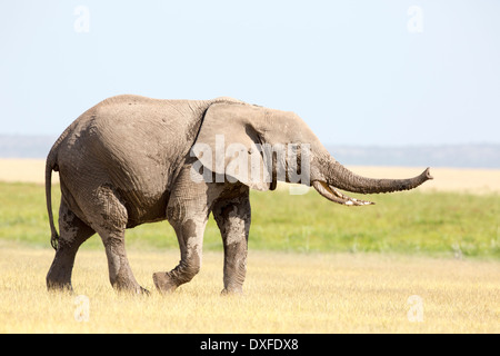 African Elephant (Loxodonta africana) Trunk outstretched Stock Photo