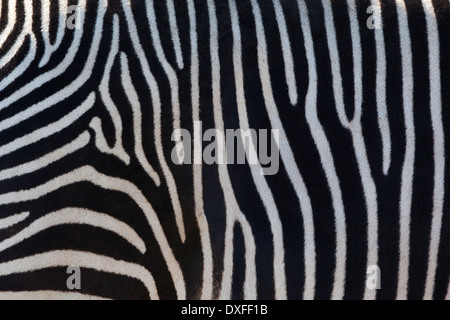 Zebra are several species of African equids (horse family) with distinctive black and white stripes. Stock Photo
