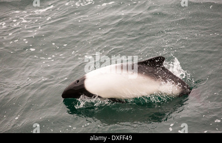 Commerson's Dolphin (Cephalorhynchus commersonii) swimming round a ship off the Falkland Islands. Stock Photo