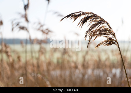 Phragmites, the common reed, is often used for thatching and is known in the UK as Norfolk reed or water reed Stock Photo