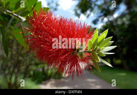 Bottlebrush plants, (Callistemon citrinus) Stock Photo