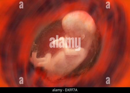 Internal view of a human fetus - approx. 10 weeks Stock Photo