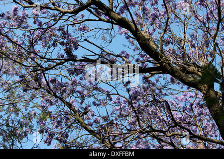 Purple flowers of the jacaranda tree in bloom, Mexico City Stock Photo