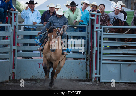 A Native American cowboy rides in the Saddle Bronc event at the Tsuu T'ina Indian Rodeo in Bragg Creek west of Calgary, Alberta. Stock Photo