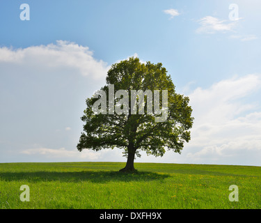 Oak Tree in field in Spring, Grebenhain, Hesse, Germany Stock Photo