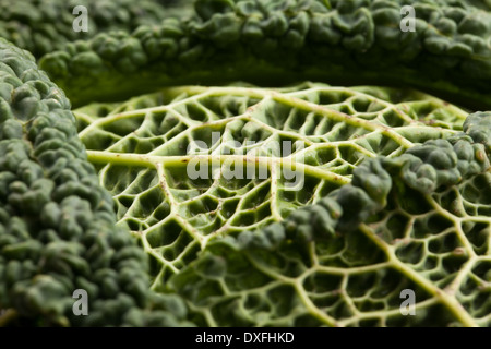 savoy cabbage macro Stock Photo