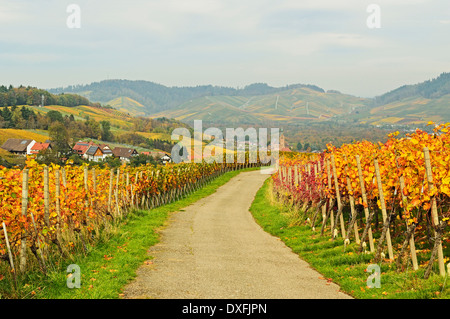 Vineyard Landscape with Black Forest in the distance, Ortenau, Baden Wine Route, Baden-Wurttemberg, Germany Stock Photo