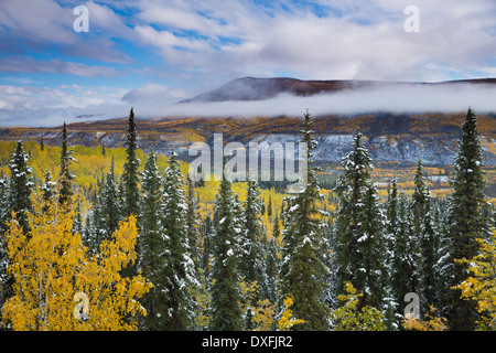 Autumn colours and the first snow in the Stewart River Valley, Yukon Territories, Canada Stock Photo