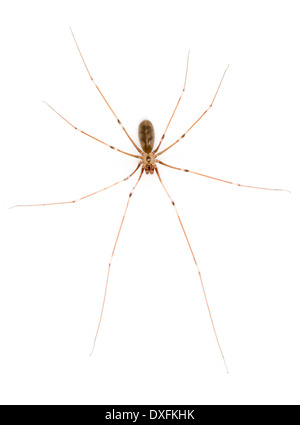 Daddy Longlegs Spider - Pholcus phalangoides - Male Stock Photo