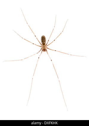 Daddy longlegs spider (Pholcus phalangoides) infected with a fungal ...