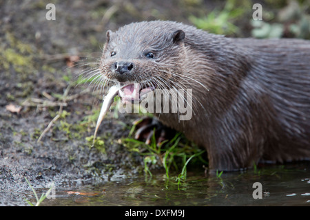 A female European Otter (Lutra lutra) eating a fish on the riverbank, Norfolk, UK. Stock Photo