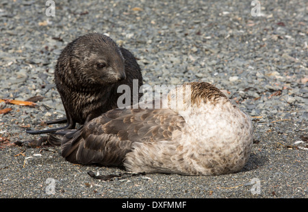 A Southern Giant Petrel, Macronectes giganteus, on the beach at Gold Harbour, South Georgia, Southern Ocean