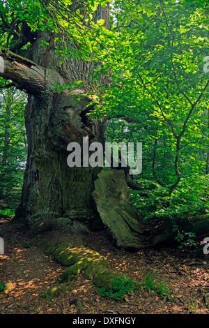 Old Beech Tree, about 600 years old, primeval forest of Sababurg, Hesse, Germany / (Fagus spec.) Stock Photo