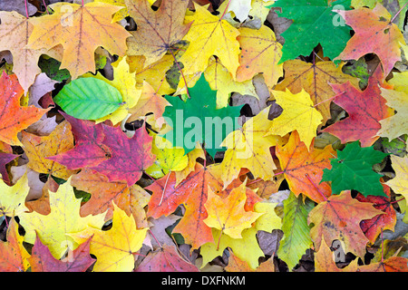Autumn foliage of Maple and Beech trees, Brandenburg, Germany / (Acer spec.), (Fagus spec.) Stock Photo