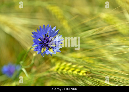 Cornflower in barley field / (Centaurea cyanus) Stock Photo