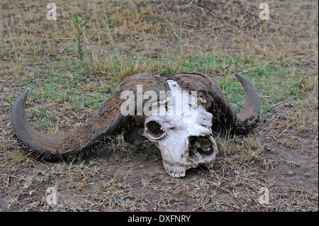 African Buffalo, skull, Masai Mara game reserve, Kenya / (Syncerus caffer) / Cape Buffalo Stock Photo