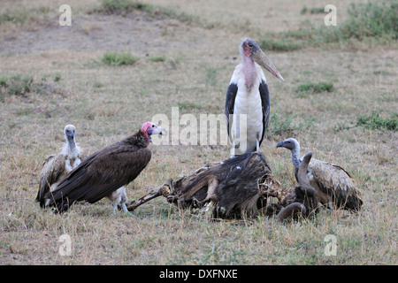 Lappet-faced Vulture Marabou Stork and Ruppell's Griffons feeding on carcass Masai Mara National Reserve Kenya / (Torgos Stock Photo