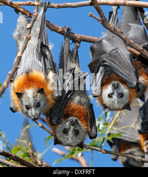 Grey Headed Flying Foxes, Pteropus poliocephalus, three animals roosting in a tree together. Endemic to eastern Australia Stock Photo