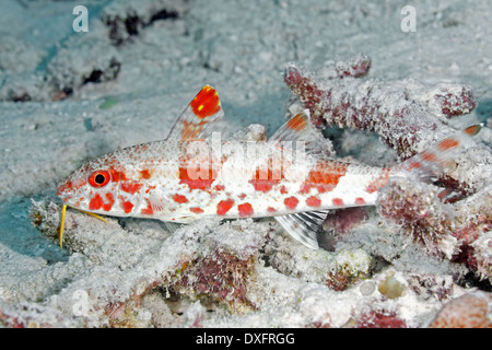 Freckled Goatfish, Upeneus tragula, showing the red phase. Also known as a Bartail Goatfish. Stock Photo